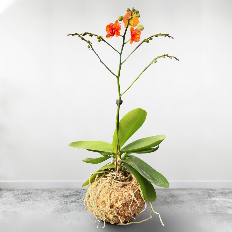 Entretien d'une Orchidée Kokédama - UHPR