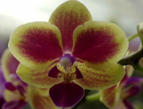 Sauvetage d’une orchidée
